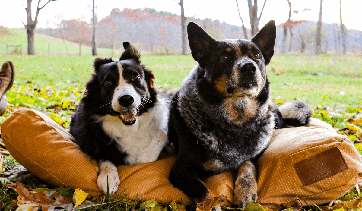 Sunshade Tarp 260 - Shopsy Dropsy LLC